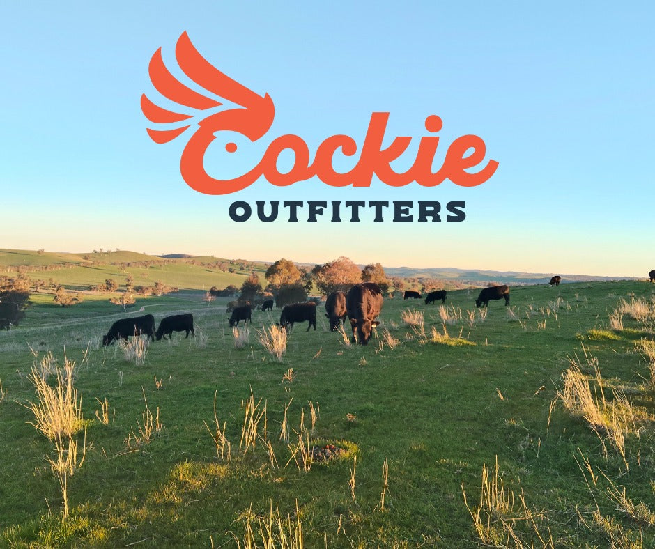 Cattle grazing in a paddock at golden hour